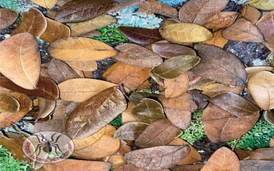 Daun Kering Kecil Hias Paludarium / Daun Hias Premium Pilihan